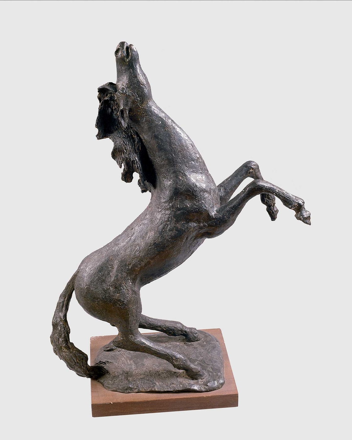 Cavallo di Ternellas