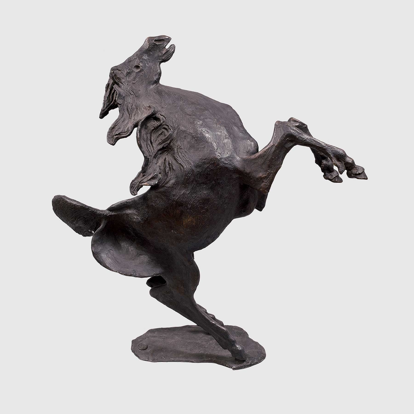 Cavallo impennato foglia